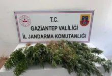 narkotik operasyonu - Jandarma Narkotik Operasyonu: 9 Gözaltı