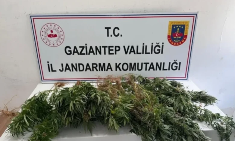 narkotik operasyonu - Jandarma Narkotik Operasyonu: 9 Gözaltı