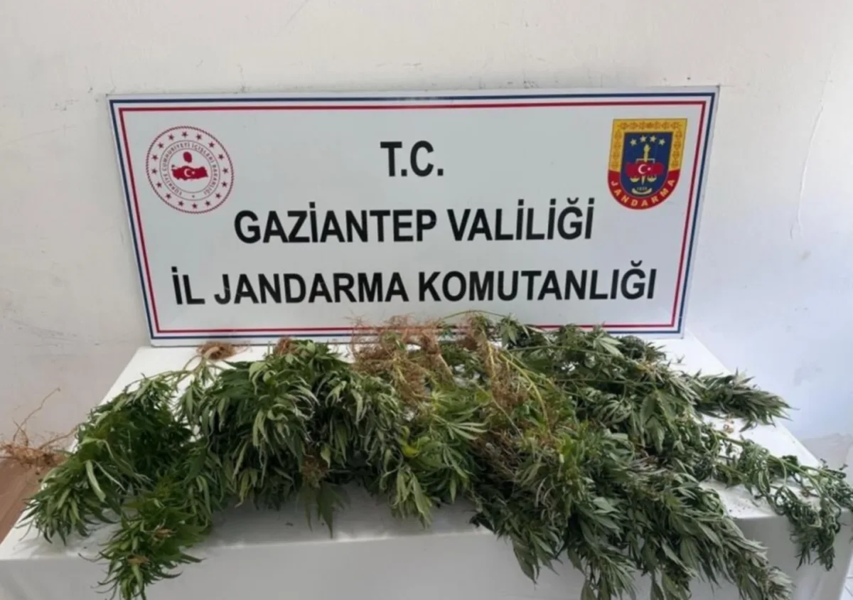 Jandarma Narkotik Operasyonu: 9 Gözaltı