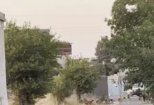 başıboş köpek - Oğuzeli'nde Başıboş Köpek Paniği