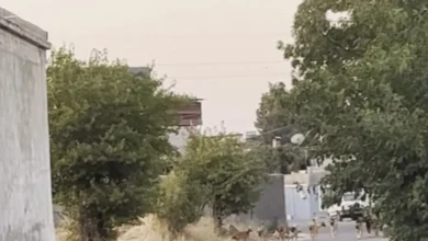 başıboş köpek - Oğuzeli'nde Başıboş Köpek Paniği