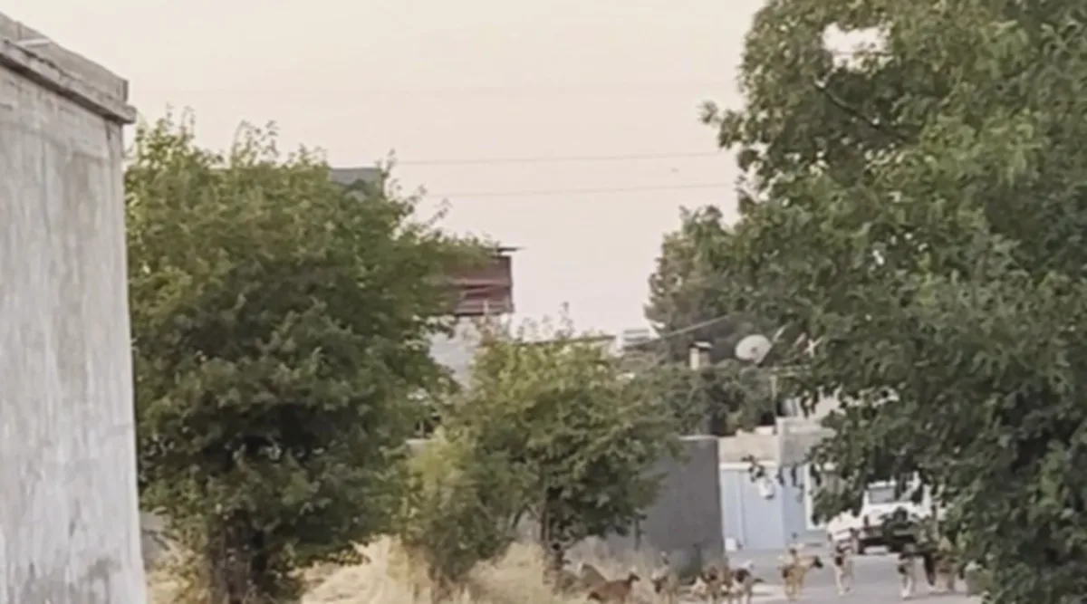 Oğuzeli'nde Başıboş Köpek Paniği