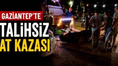 yaralı at - Oğuzeli'nde Yaralı At: Tepki Çekti