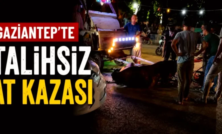 yaralı at - Oğuzeli'nde Yaralı At: Tepki Çekti