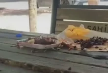 yemek saygısızlığı - Parkta Y emek Saygısızlığı Tepki Çekti