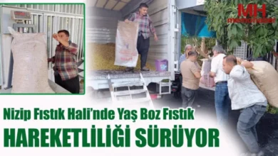 yaş boz fıstık - Yaş Boz Fıstık Piyasası Hareketli