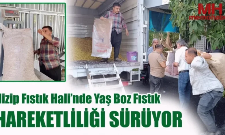 yaş boz fıstık - Yaş Boz Fıstık Piyasası Hareketli