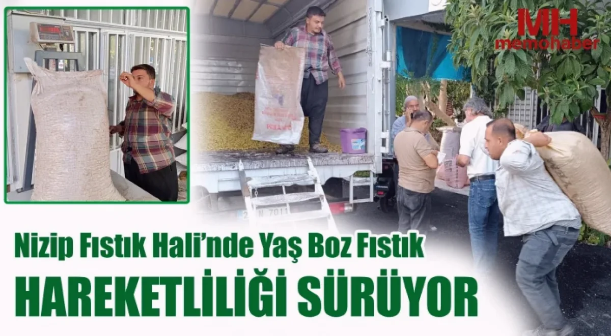 Yaş Boz Fıstık Piyasası Hareketli