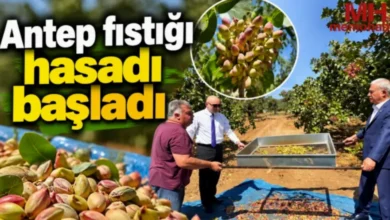 Antep fıstığı hasadı - Antep Fıstığı Hasadı: Araban'da Fıstık Hasadı Başladı