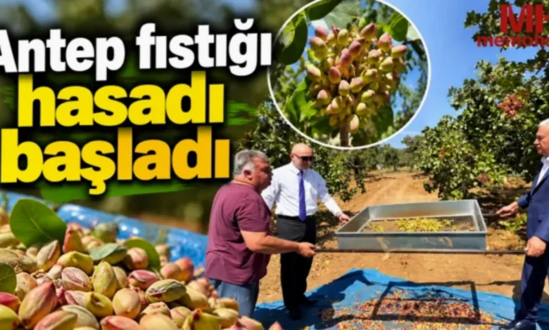 Antep fıstığı hasadı - Antep Fıstığı Hasadı: Araban'da Fıstık Hasadı Başladı