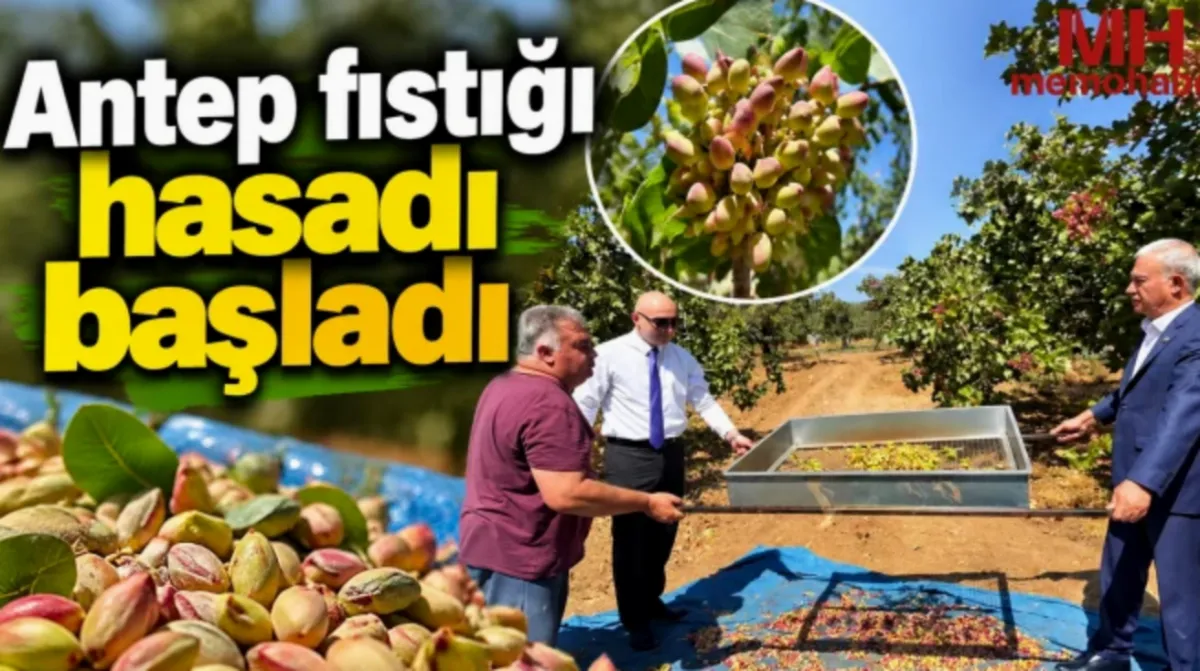 Antep Fıstığı Hasadı: Araban'da Fıstık Hasadı Başladı