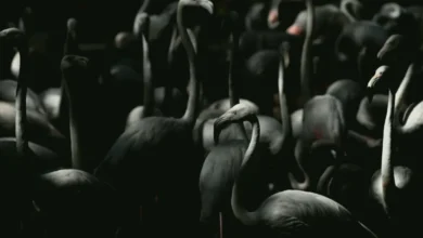 flamingo yavrulama - Flamingo Adasında Mucize: Yavrular Büyüyor