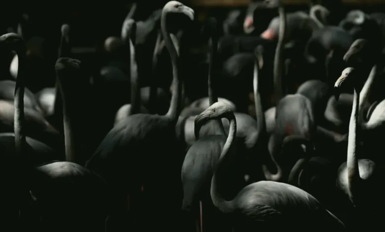 flamingo yavrulama - Flamingo Adasında Mucize: Yavrular Büyüyor