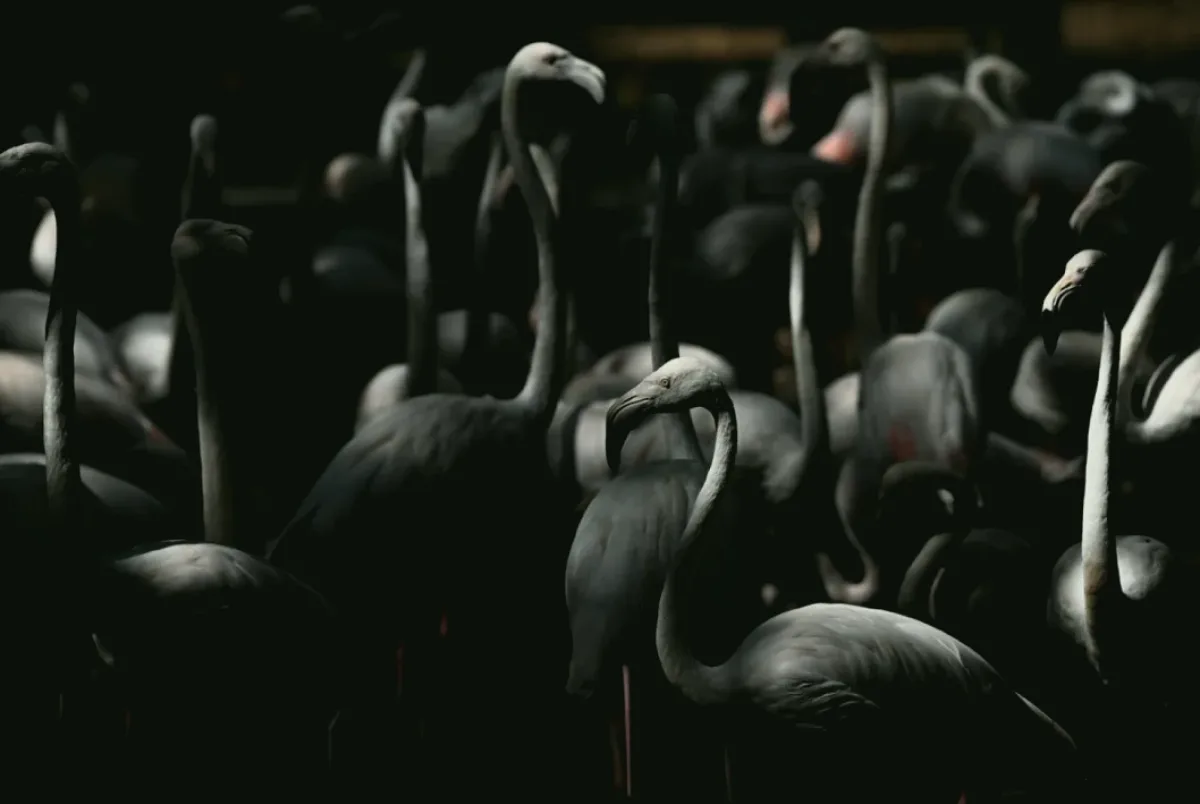 Flamingo Adasında Mucize: Yavrular Büyüyor