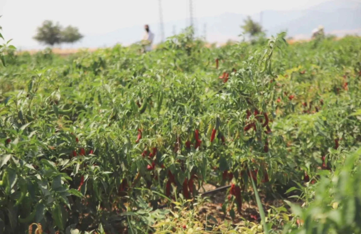 Gaziantep Biber Hasadı: Sıcaklar ve Emek