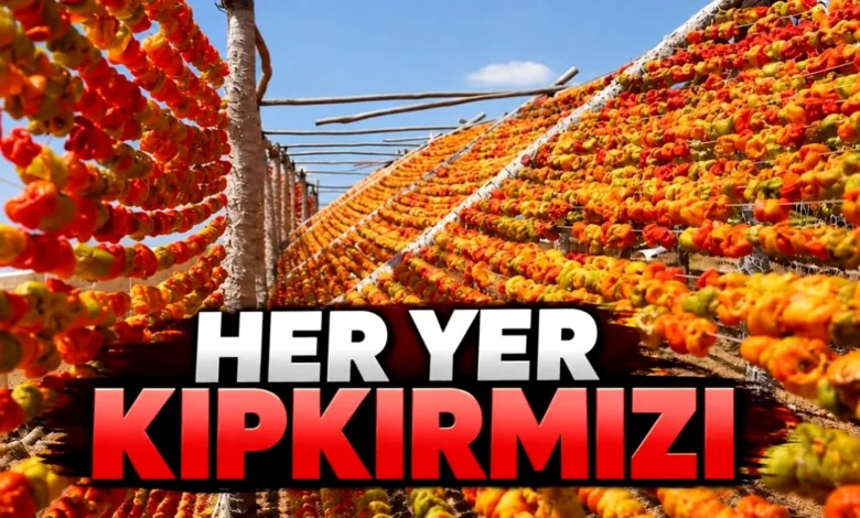 Gaziantep kurutmalık - Gaziantep Kızardı: Kurutmalık Fiyatları Şaşırttı