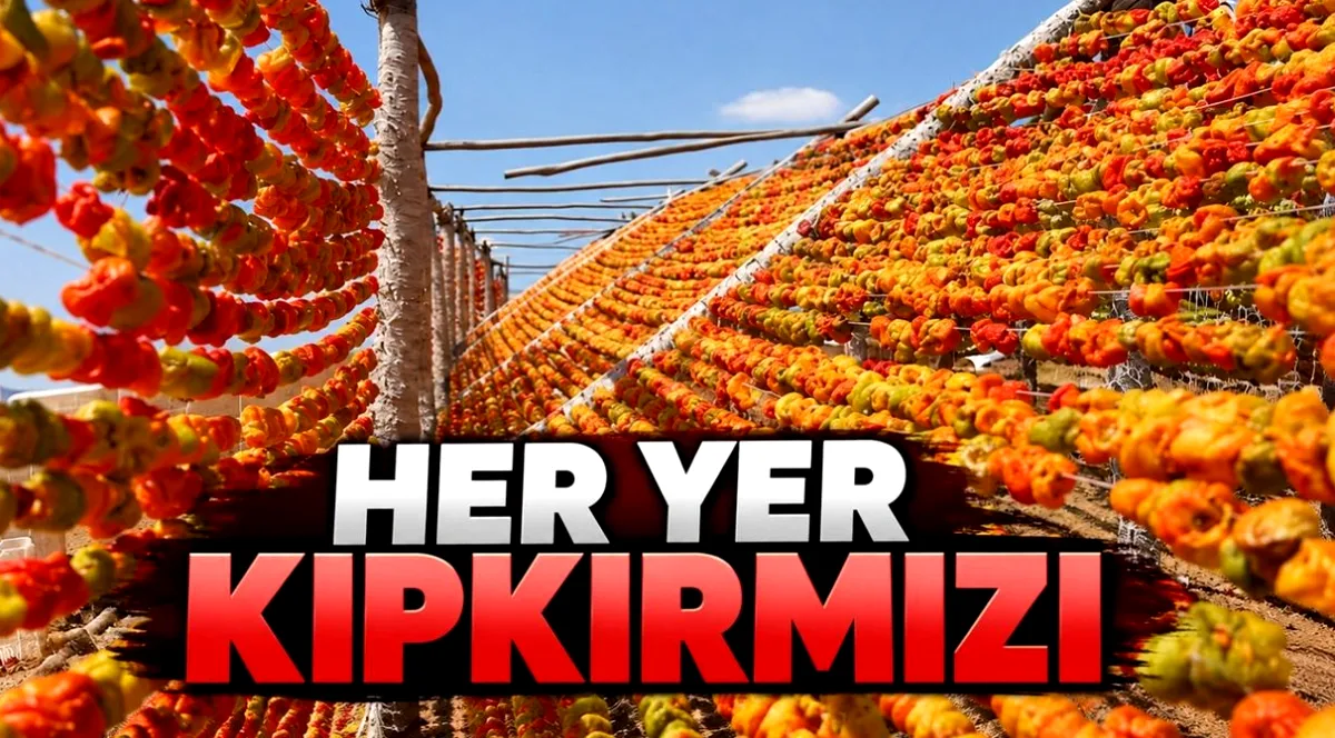 Gaziantep Kızardı: Kurutmalık Fiyatları Şaşırttı