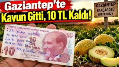 10 TL helallik - Gaziantep'te 10 TL Helallik: Kavun Hırsızlığı mı, Mahsul ...