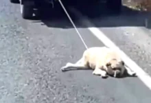 köpek eziyeti - Gaziantep'te Köpek Eziyeti Paniği!