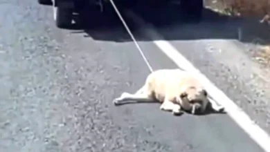 köpek eziyeti - Gaziantep'te Köpek Eziyeti Paniği!