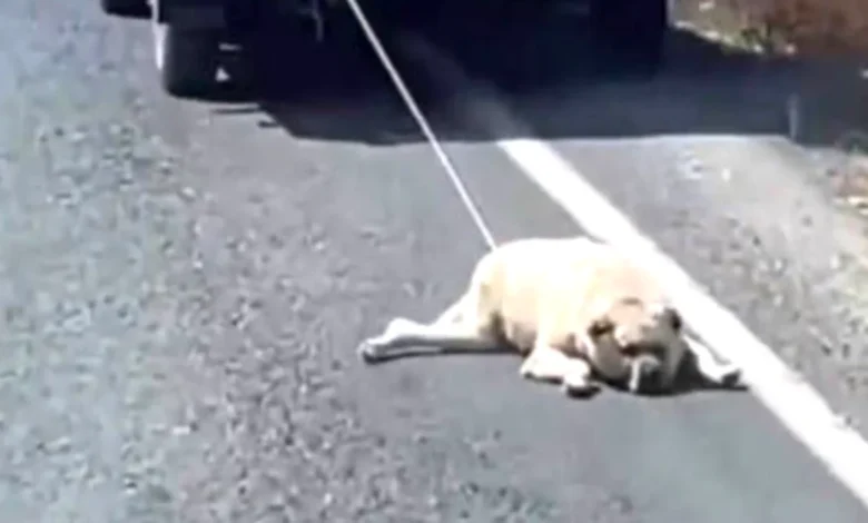 köpek eziyeti - Gaziantep'te Köpek Eziyeti Paniği!
