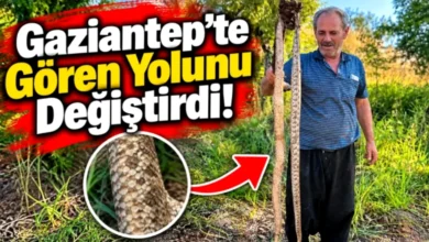 Gaziantep yılan - Gaziantep'te Şaşırtan Yılan Paniği