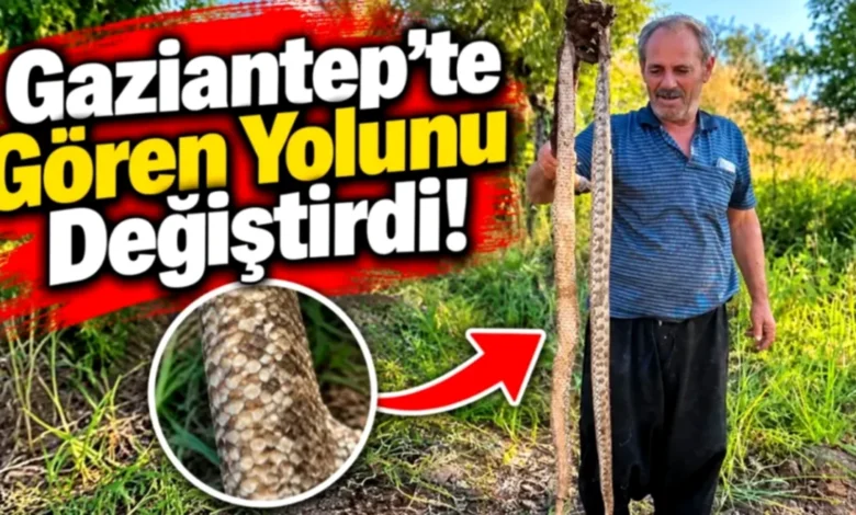 Gaziantep yılan - Gaziantep'te Şaşırtan Yılan Paniği