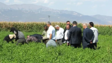 İslahiye biberi hasadı - İslahiye Biberinde Beklenen Hasat: Kalite Yüksek, Rekolte...