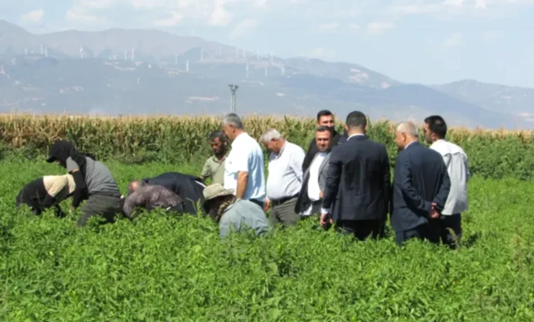 İslahiye biberi hasadı - İslahiye Biberinde Beklenen Hasat: Kalite Yüksek, Rekolte...