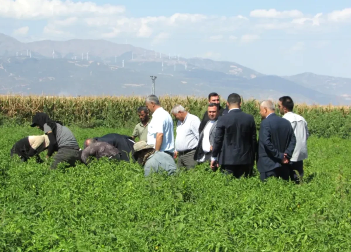 İslahiye Biberinde Beklenen Hasat: Kalite Yüksek, Rekolte...