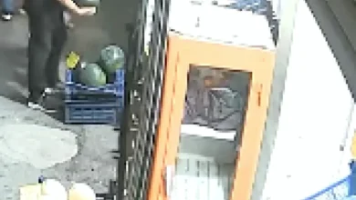 karpuz hırsızlığı - Karpuz Hırsızlığı: Antep'te Pişkin Anlar Kamerada
