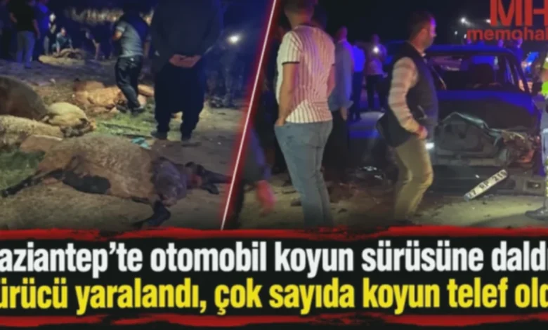 koyun sürüsü kaza - Koyun Sürüsü ve Karanlık: Bir Kaza Bilmecesi