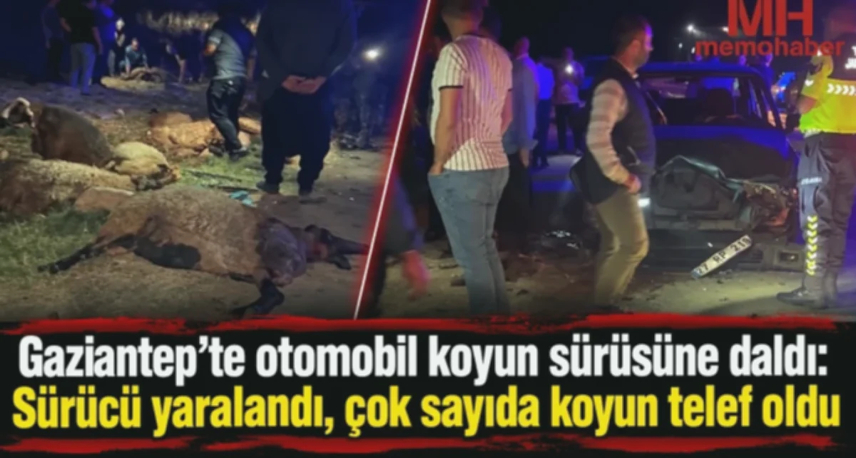 Koyun Sürüsü ve Karanlık: Bir Kaza Bilmecesi