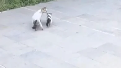Yavru kedi kurtarma - Yavru Kedi Kurtuldu: Anne Sıcaklığı Yüzleri Güldürdü