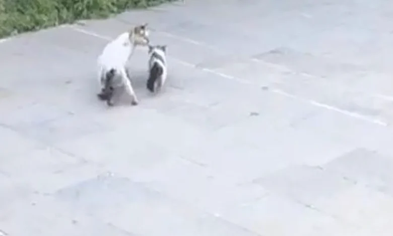 Yavru kedi kurtarma - Yavru Kedi Kurtuldu: Anne Sıcaklığı Yüzleri Güldürdü