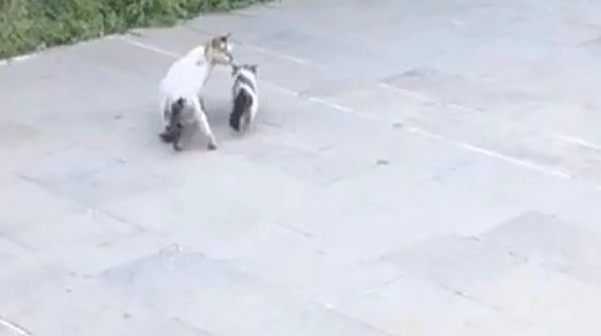 Yavru Kedi Kurtuldu: Anne Sıcaklığı Yüzleri Güldürdü
