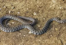 Gaziantep yılan ısırmaları - Yılan Isırmaları: Gaziantep'te Acil Uyarılar