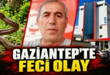 yılan sokması - Yılan Sokmasıyla Fıstık Tarlasında Acı Son