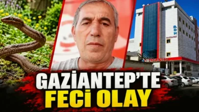 yılan sokması - Yılan Sokmasıyla Fıstık Tarlasında Acı Son