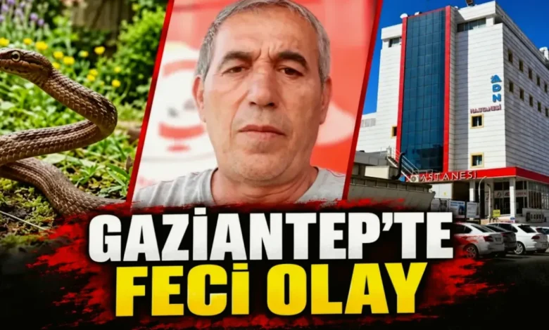 yılan sokması - Yılan Sokmasıyla Fıstık Tarlasında Acı Son