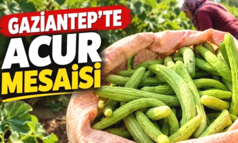 acur bereketi - Acur Bereketi Araban'da Kışlık Hazırlığı Başlattı