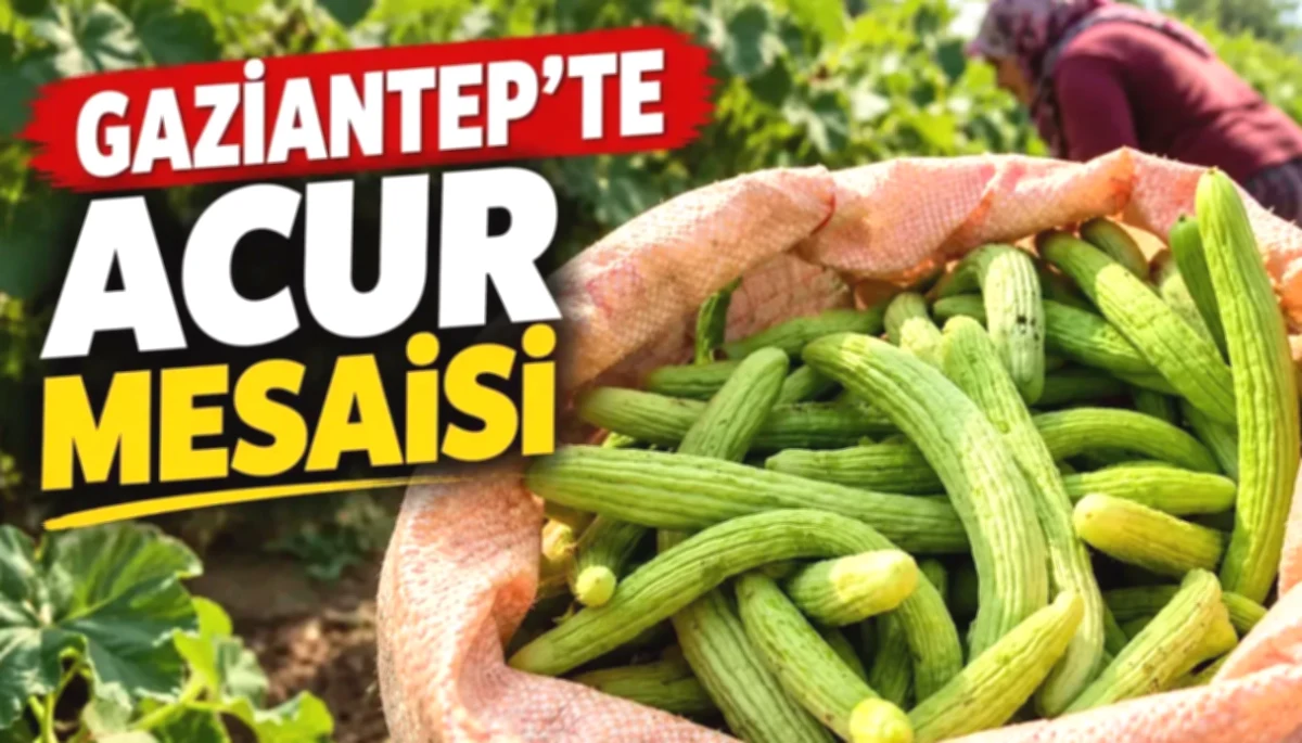 Acur Bereketi Araban'da Kışlık Hazırlığı Başlattı