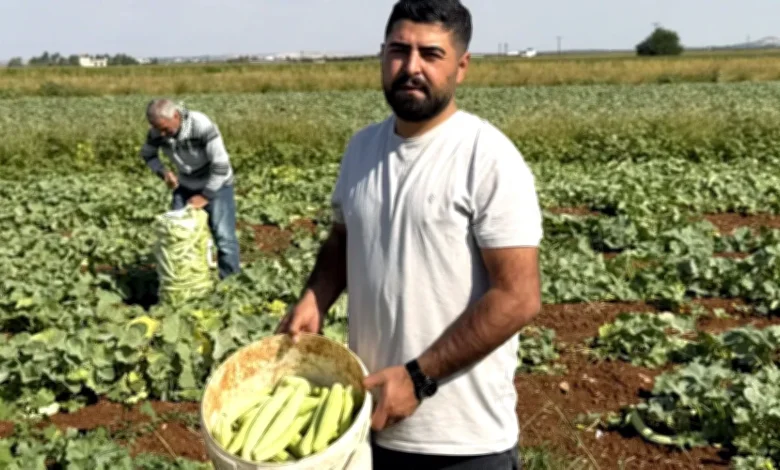acur hasadı - Acur Hasadı: Gaziantep'in Kışlık Lezzeti Hazır
