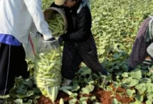 Acur Hasadı - Acur Hasadı Gaziantep'te Başladı