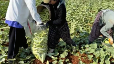 Acur Hasadı - Acur Hasadı Gaziantep'te Başladı