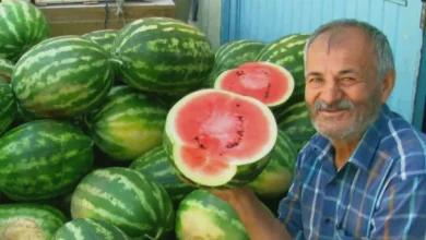 Araban güz karpuzu - Araban güz karpuzu: Ovada hasat mesaisi sürüyor