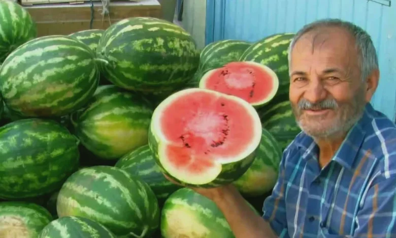 Araban güz karpuzu - Araban güz karpuzu: Ovada hasat mesaisi sürüyor