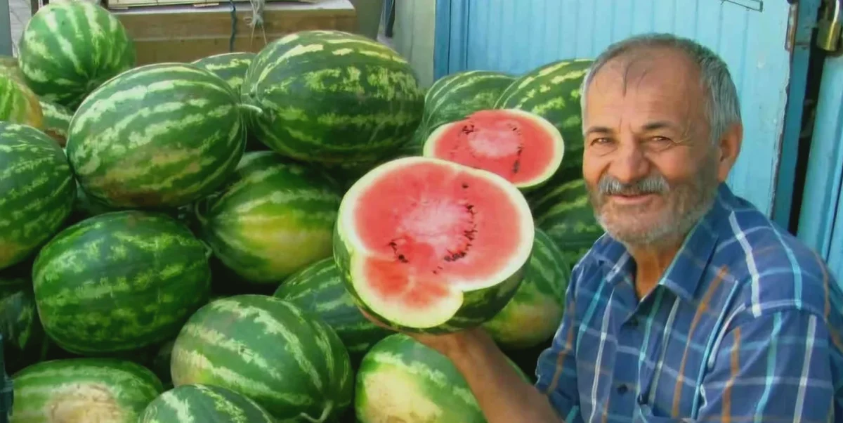 Araban güz karpuzu: Ovada hasat mesaisi sürüyor