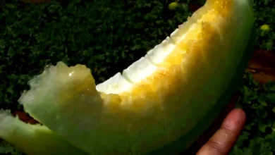 Araban güz kavunu - Araban Güz Kavunu Hak Ettiği Değeri Bulamıyor