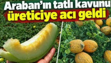 Araban kavunu - Araban Kavunu: Tatlı Üreticiye Acı Sürpriz